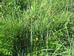 Setaria sphacelata sphacelata