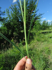 Setaria sphacelata sphacelata