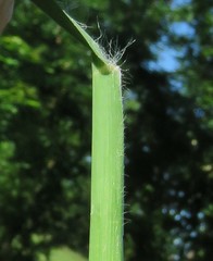 Setaria sphacelata sphacelata