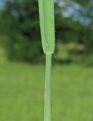 Setaria sphacelata sphacelata