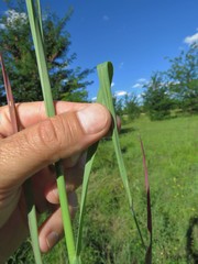 Setaria sphacelata sphacelata