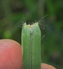 Setaria sphacelata sphacelata