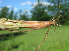 Setaria sphacelata sphacelata