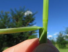 Setaria sphacelata sphacelata