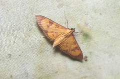 Prenesta scyllalis