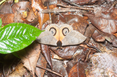 Automeris abdomipichinchensis