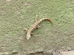 Gonatodes albogularis