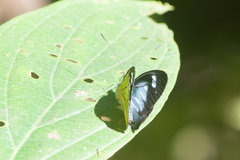 Dismorphia lewyi