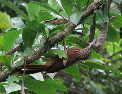 Xiphorhynchus guttatus