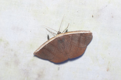 Cimicodes ferruginea