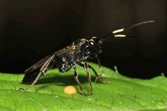 Virgichneumon albilineatus