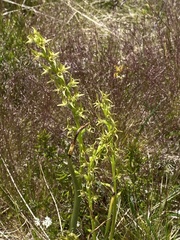 Prasophyllum sphacelatum