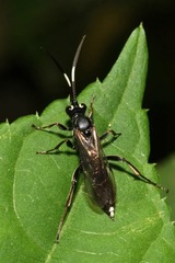 Virgichneumon albilineatus