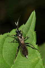 Virgichneumon albilineatus