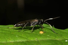 Virgichneumon albilineatus
