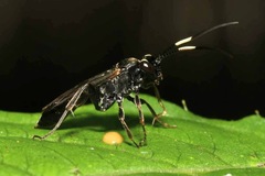 Virgichneumon albilineatus