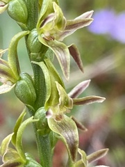 Prasophyllum sphacelatum