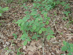 Dirca decipiens