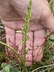 Prasophyllum sphacelatum