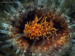 Ceriantheopsis americanus