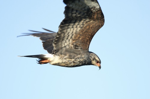 Rostrhamus sociabilis image