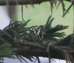 Papilio demodocus demodocus