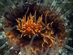 Ceriantheopsis americanus