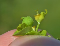 Euphorbia platyphyllos