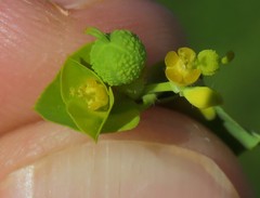 Euphorbia platyphyllos
