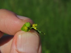 Euphorbia platyphyllos