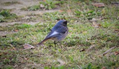 Phoenicurus ochruros