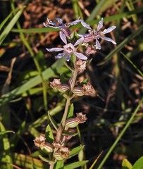Cuphea lysimachioides