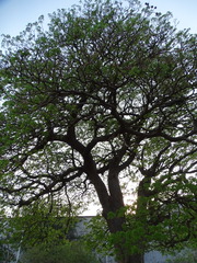 Capparidastrum discolor