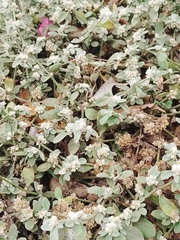 Alternanthera halimifolia