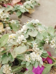 Alternanthera halimifolia