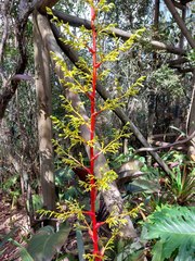 Guzmania diffusa