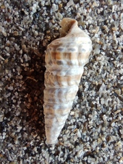 Pirenella conica