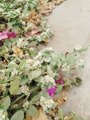 Alternanthera halimifolia