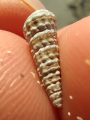 Pirenella conica