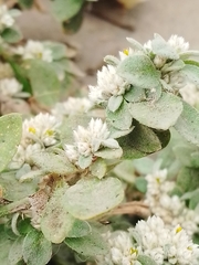 Alternanthera halimifolia