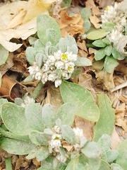 Alternanthera halimifolia
