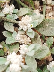 Alternanthera halimifolia