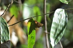 Charaxes baumanni