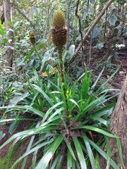 Guzmania triangularis