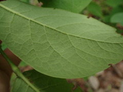Dirca decipiens