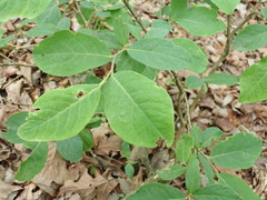 Dirca decipiens