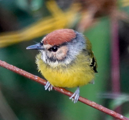 Rufous-crowned Tody-Flycatcher