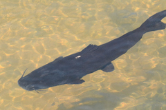 Steindachneridion melanodermatum