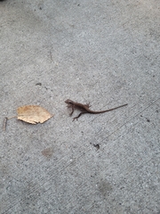 Anolis carolinensis