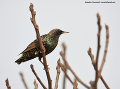 Sturnus vulgaris
